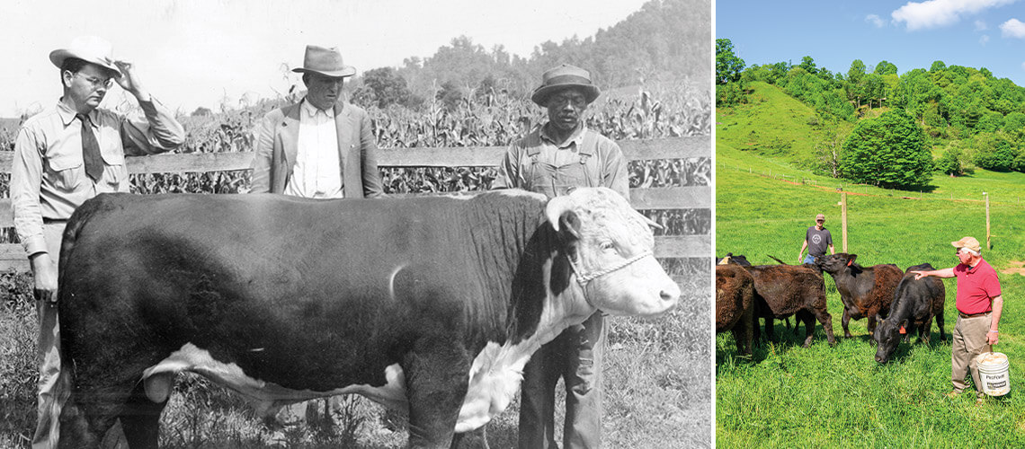W.E. Shipley and a Hereford Cow, and Bob and Gray Shipley manage the herd at Shipley Farm.