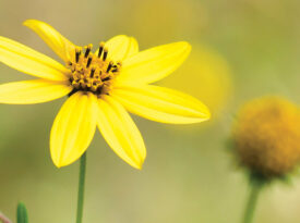 Schweinitz's Sunflower