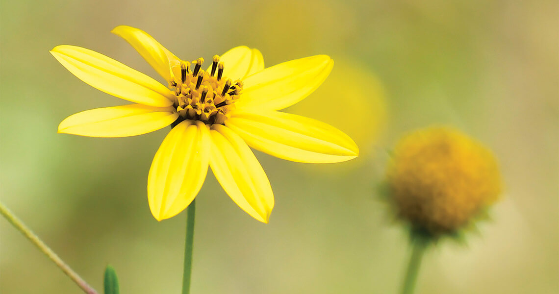 Schweinitz's Sunflower