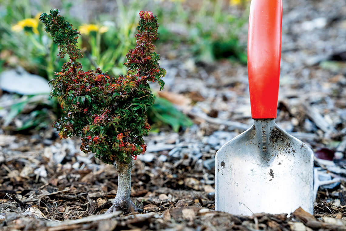 Sir Happy, a tiny Japanese maple.