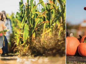 Little girl runs through the corn maze and boy finds pumpkins at Kersey Valley