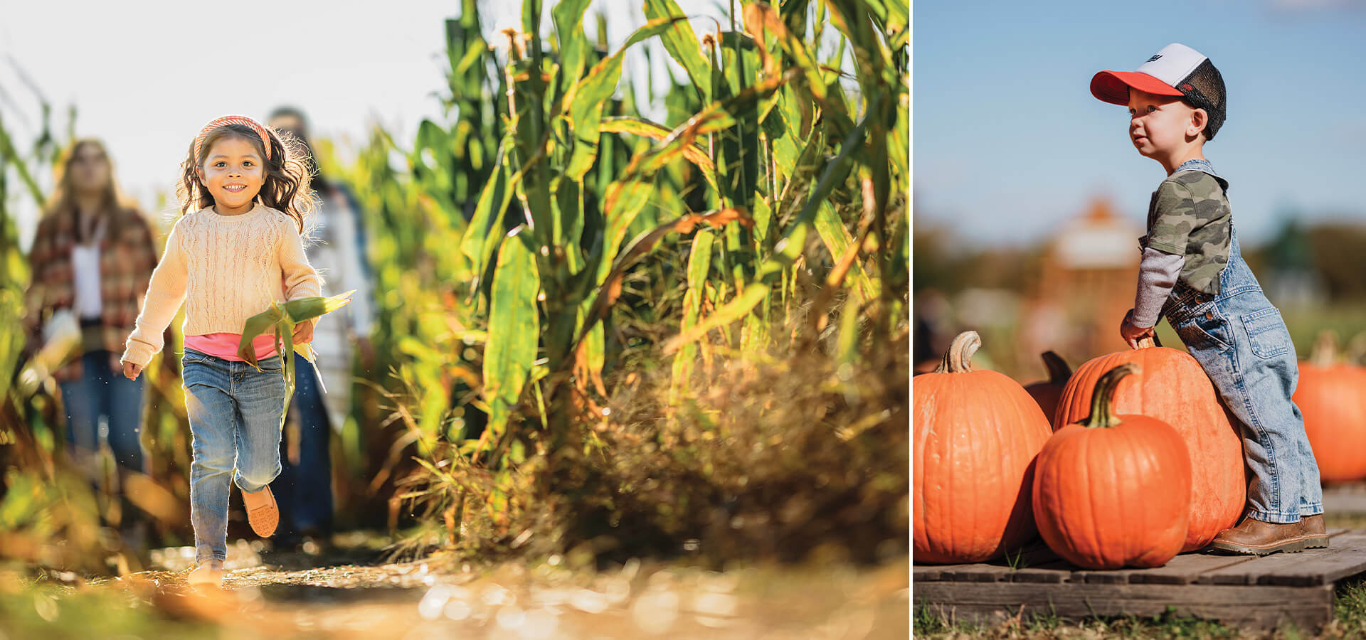 Little girl runs through the corn maze and boy finds pumpkins at Kersey Valley
