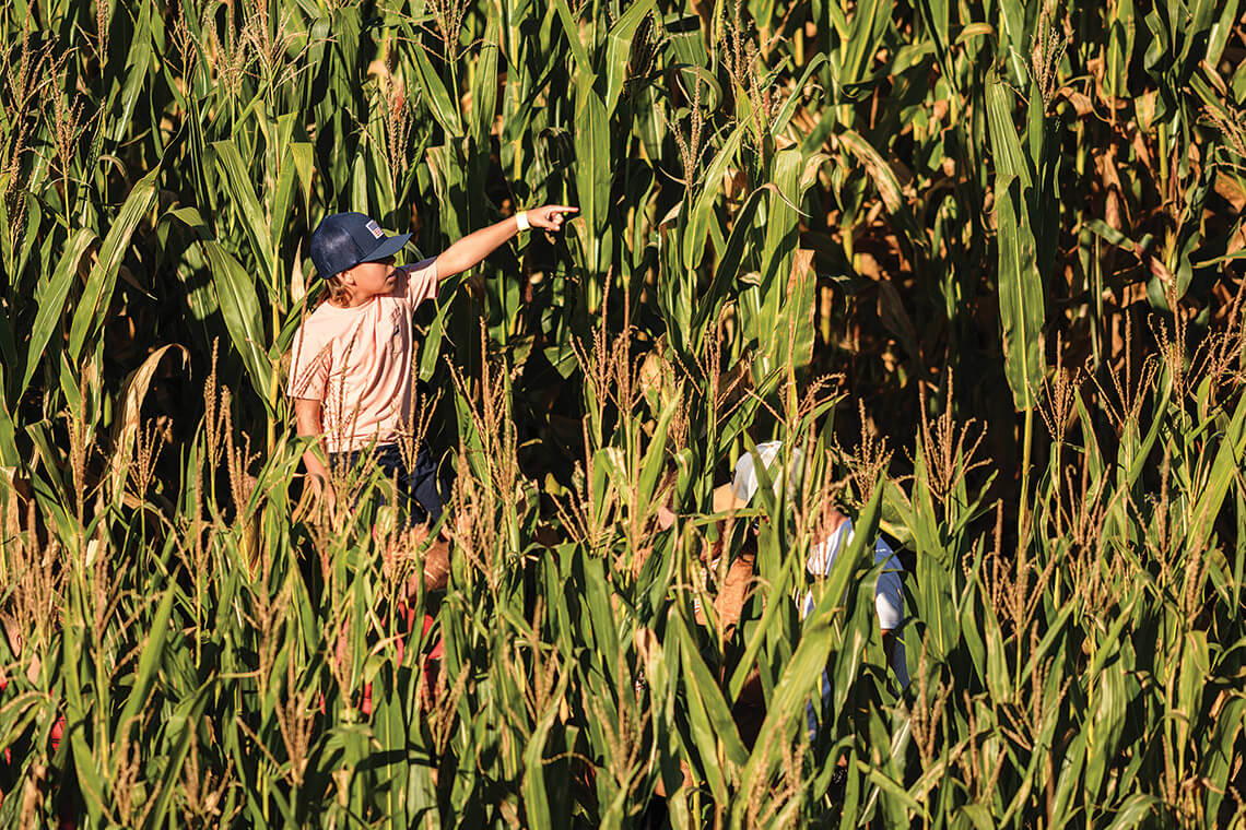 Children in the corn maze