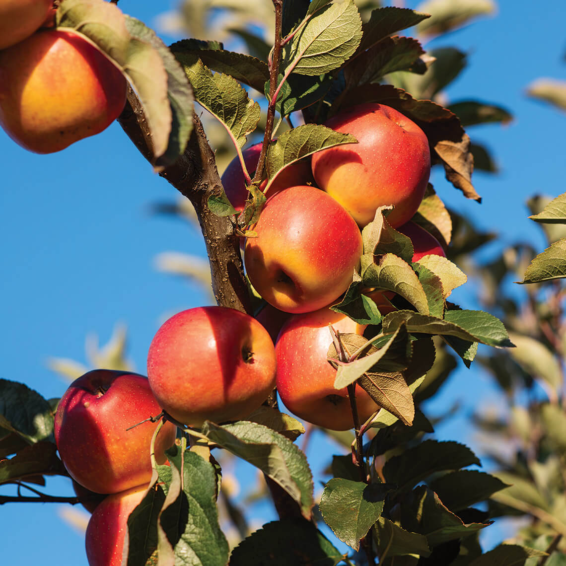 Apples growing in Justus Orchard in Henderson County, NC
