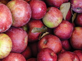 Bunch of apples from Orchard along Apple Alley in Henderson County, NC