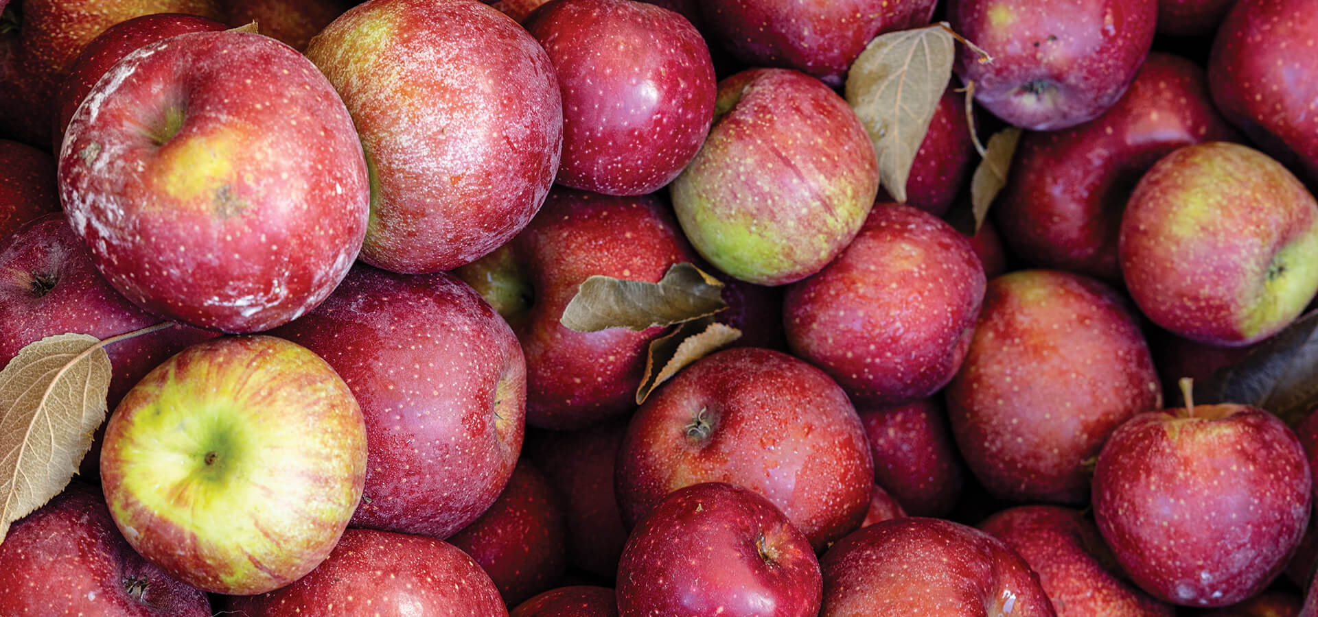 Bunch of apples from Orchard along Apple Alley in Henderson County, NC