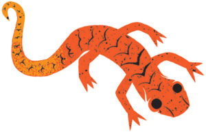 Illustration of a salamander