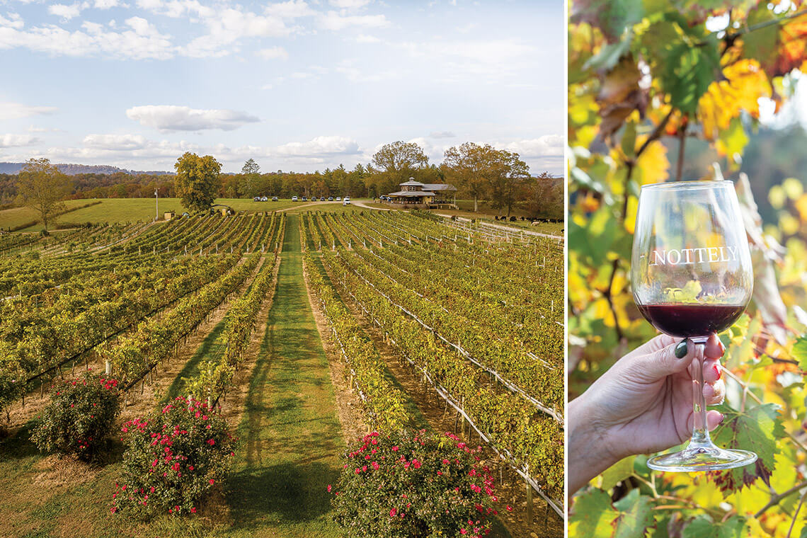 Rows of vines at Notley River Valley Vineyards. Hand holding wine glass.