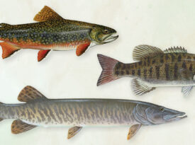 Speckled trout, smallmouth bass, and muskellunge