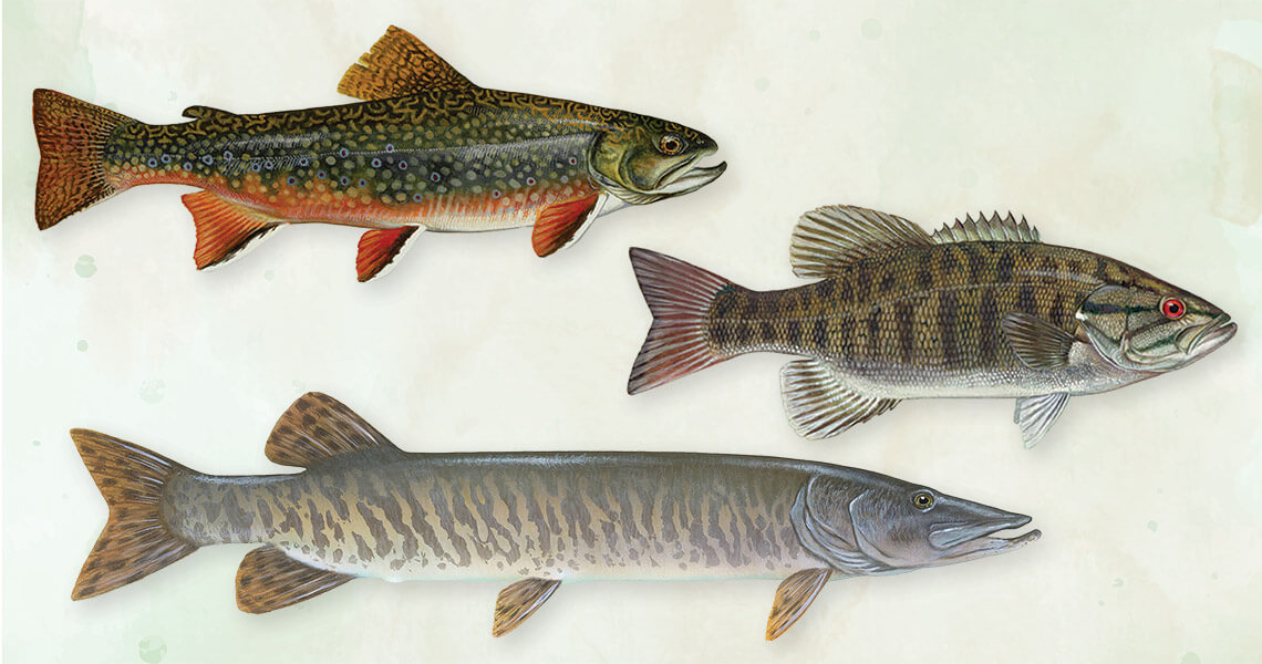 Speckled trout, smallmouth bass, and muskellunge