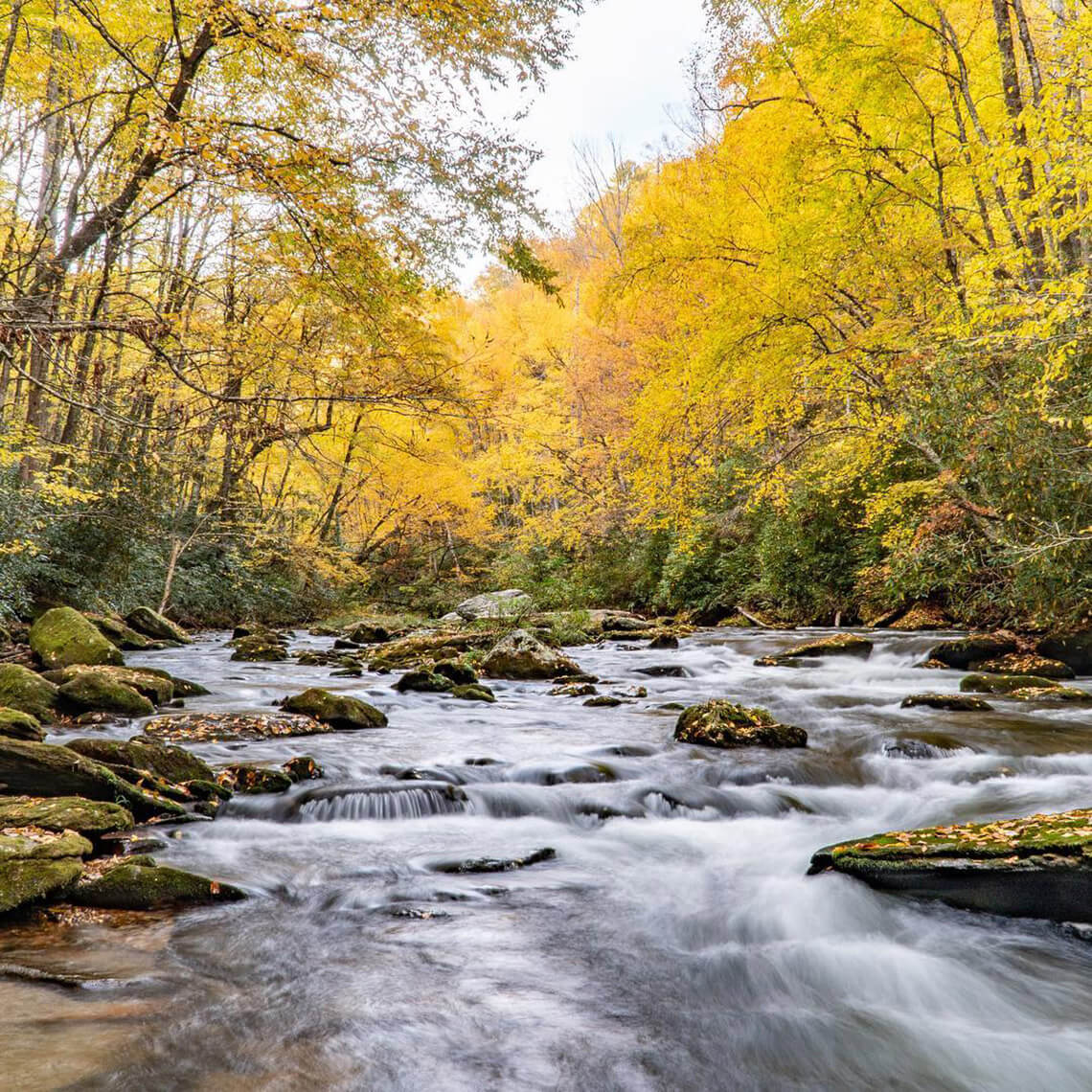 The Tuckasegee River flows between trees with fall leaves