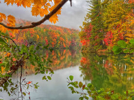 Changing leaves surrounding a lake in White County, Georgia