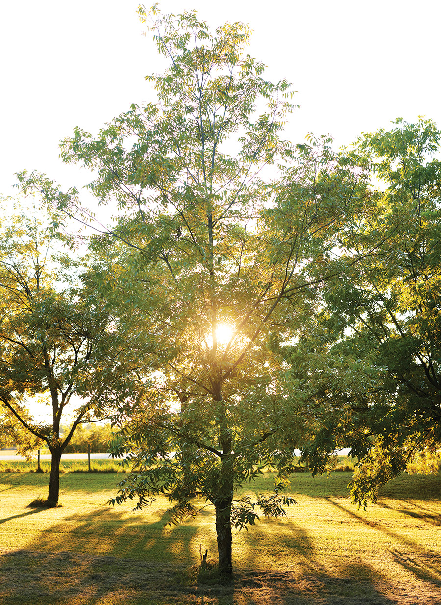 Grove of North Carolina pecan trees