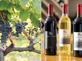 Grape vine and Haze Gray's Vineyards wine by the bottle