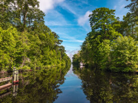 The Dismal Swamp State Park