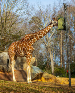 Giraffe at the NC Zoo