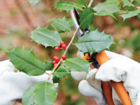 Clipping sprig of holly