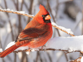 the cardinal in a snowy tree
