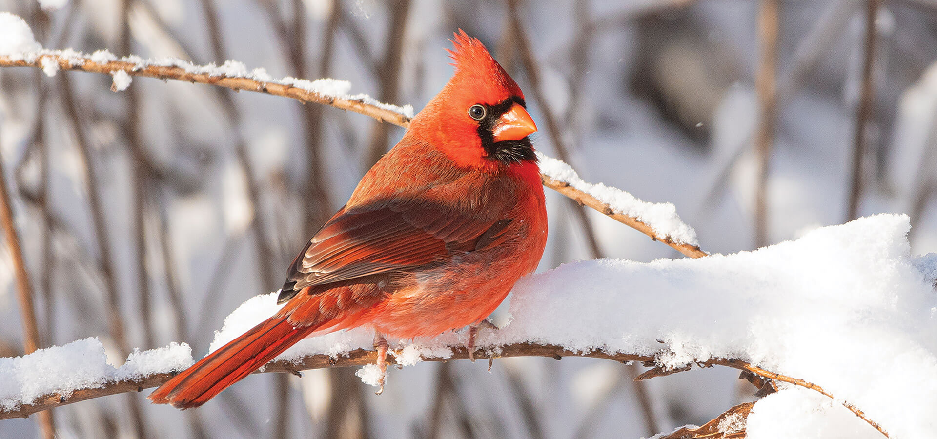 the cardinal in a snowy tree