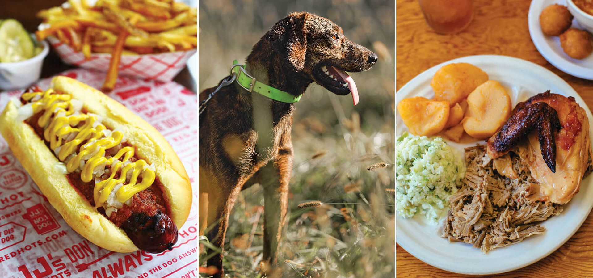 Hot dog, hunting dog, and plate of barbecue