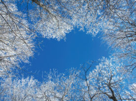 Tree tops covered in snow