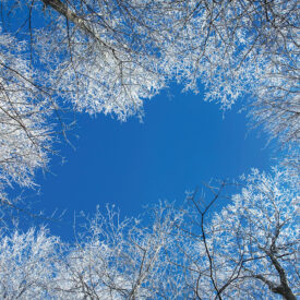 Tree tops covered in snow