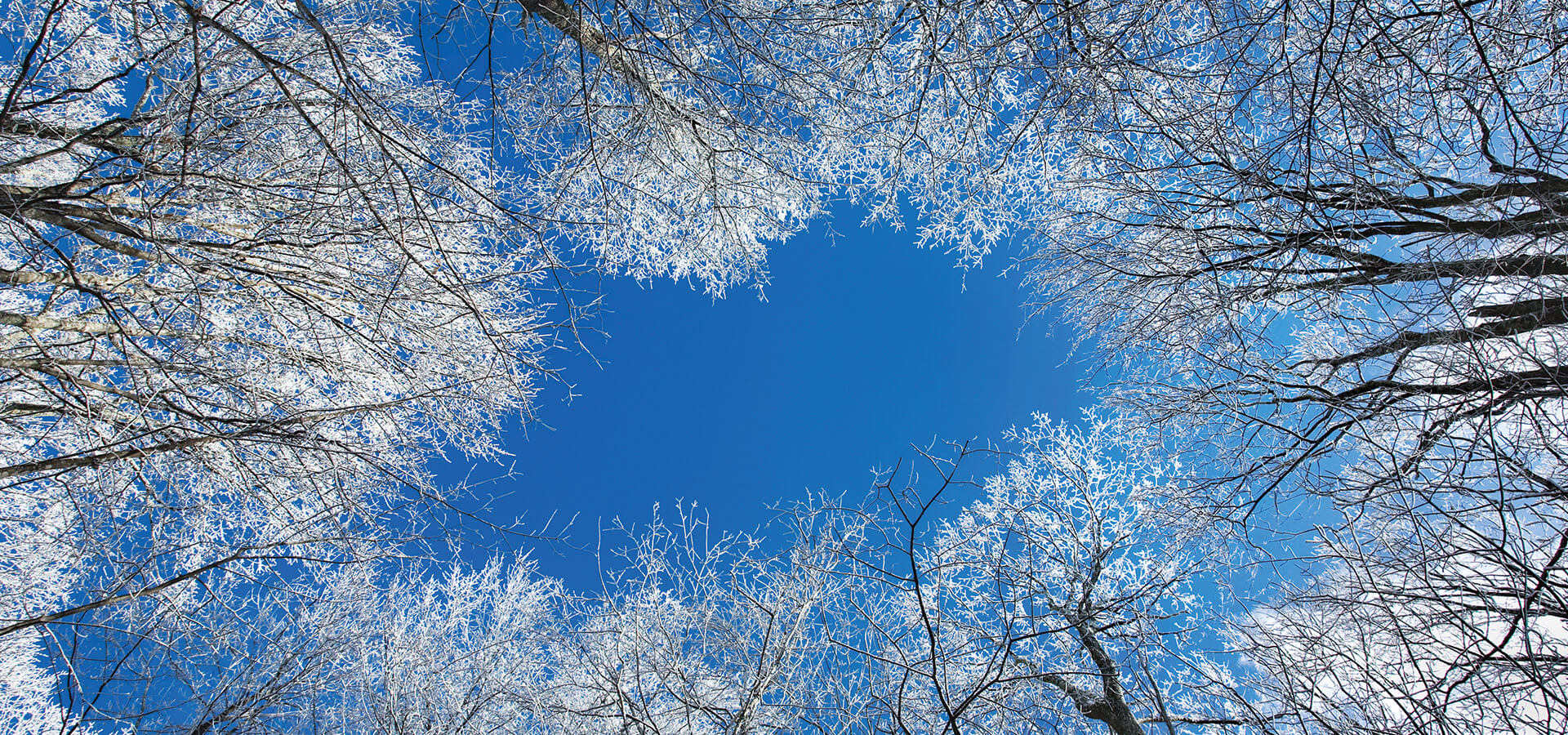 Tree tops covered in snow