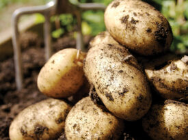 Stack of potatoes covered in dirt