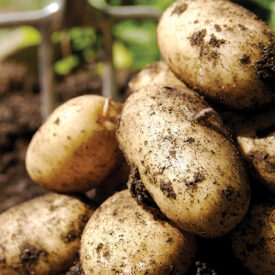 Stack of potatoes covered in dirt