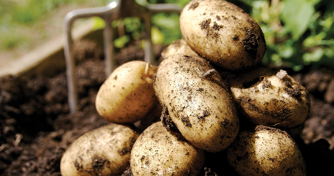 Stack of potatoes covered in dirt