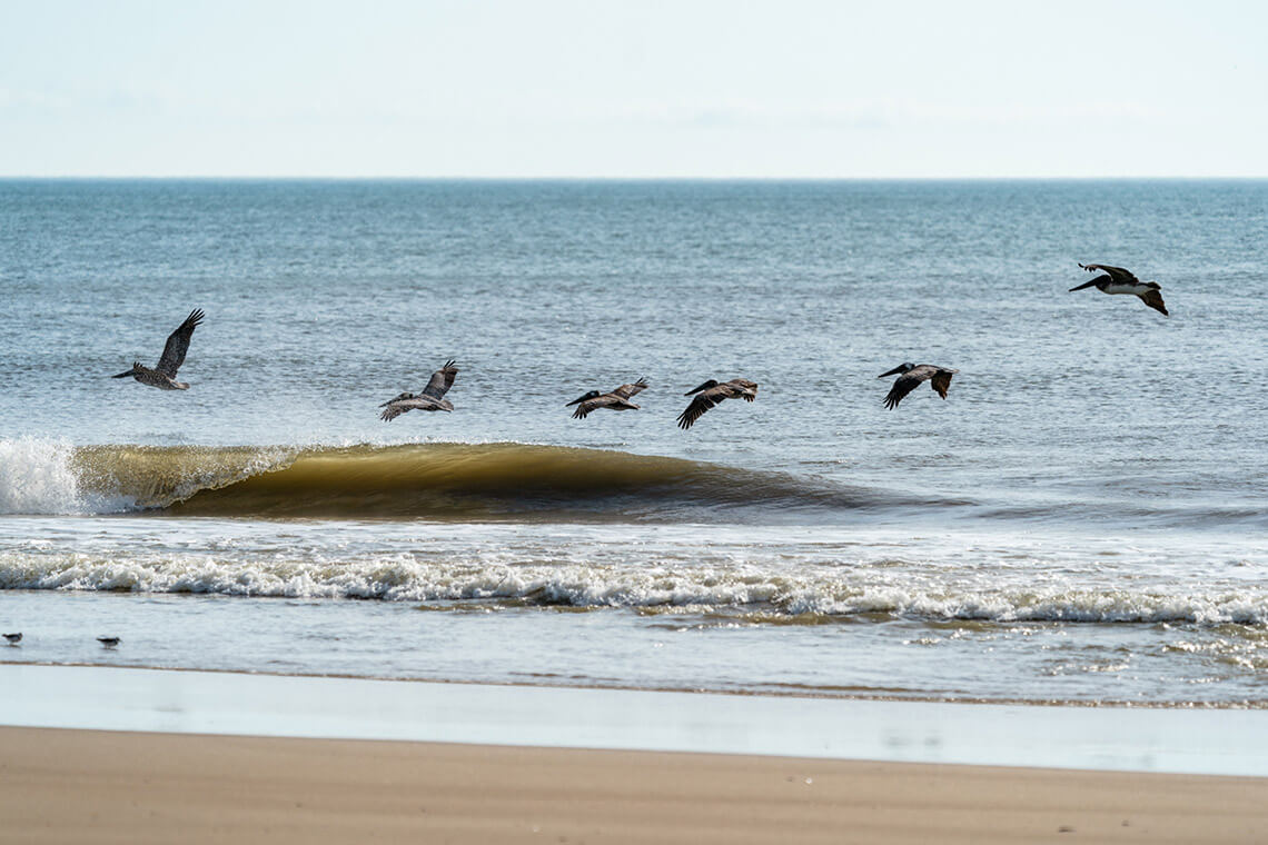 Pelicans at the beach in Corolla