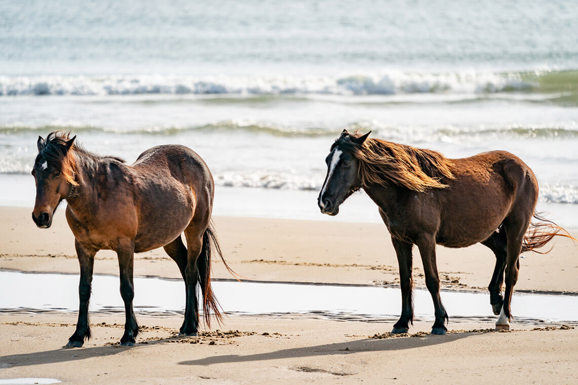 Wild horses in Corolla