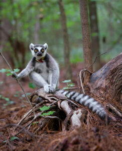 Lemur at Duke Lemur Center