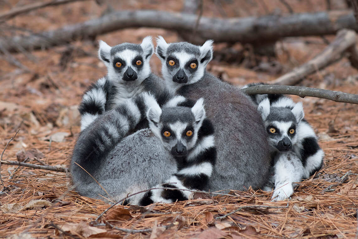 Lemurs at Duke Lemur Center