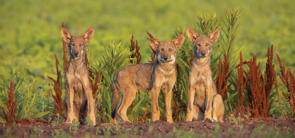 Ginger Wolves Red Wolf Resilience | Our State