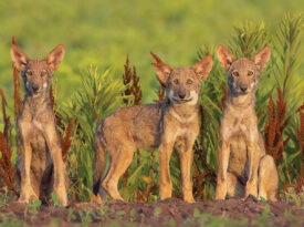 Red wolf pups in the Alligator River National Wildlife Refuge