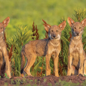 Red wolf pups in the Alligator River National Wildlife Refuge