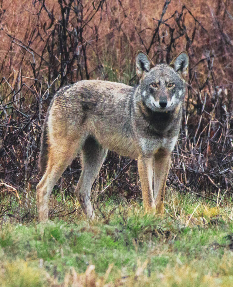 Ginger Wolves Red Wolf Resilience | Our State