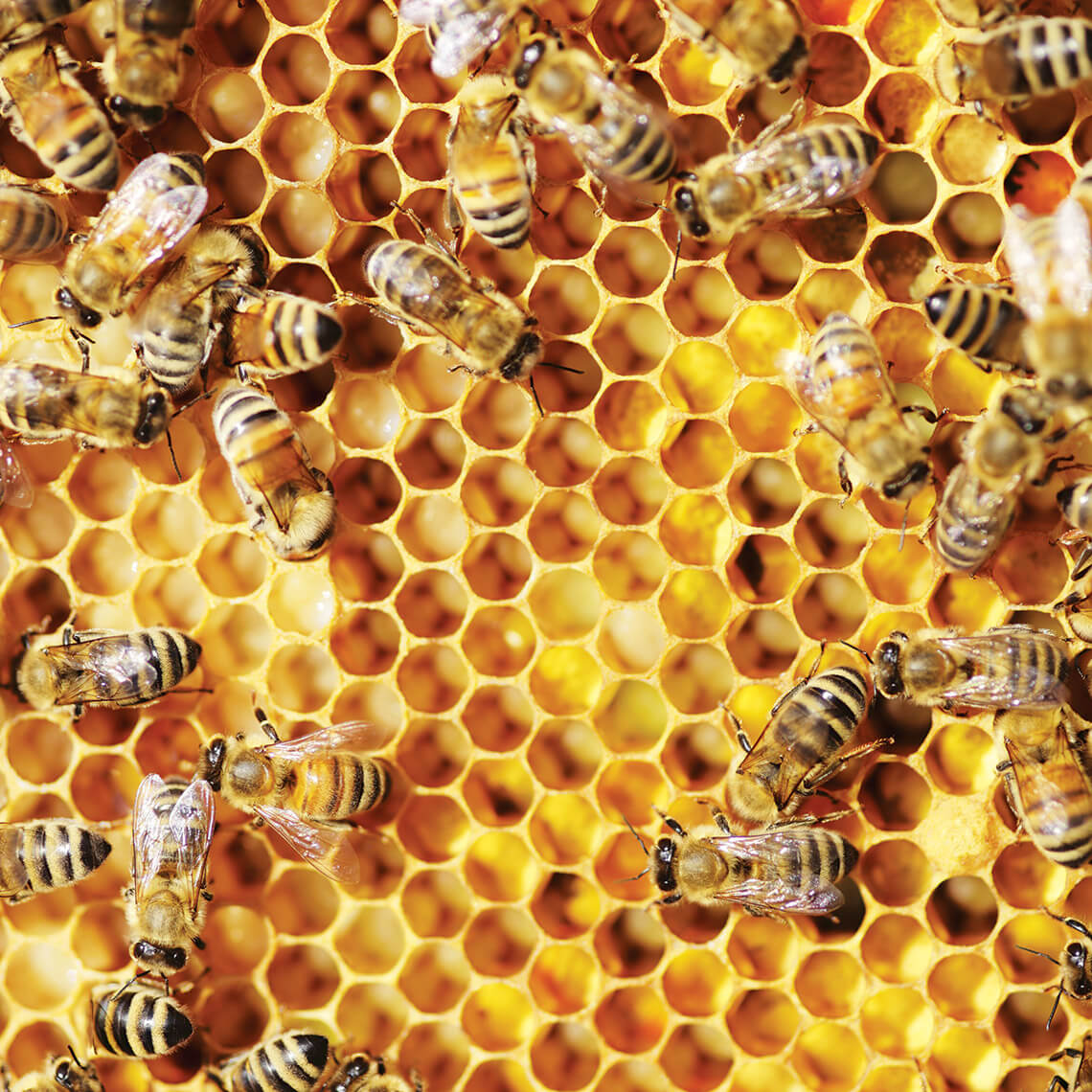 Honeybees in a hive