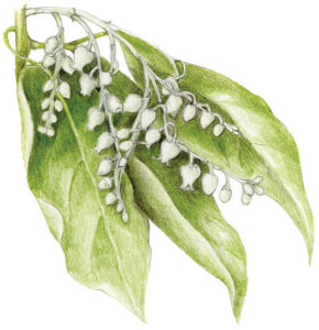 Illustration of sourwood plant