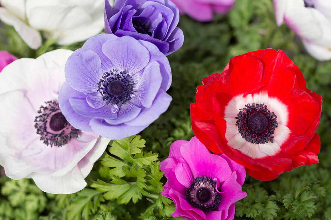 Anemone flowers