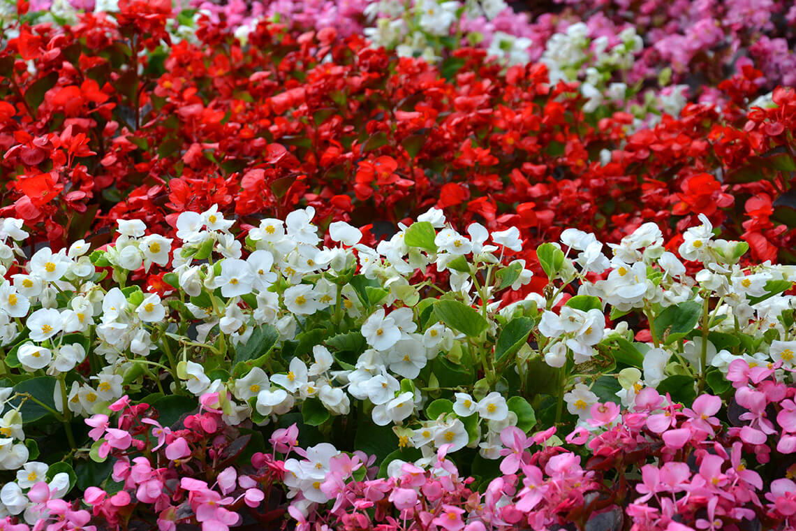 Garden bed of begonias