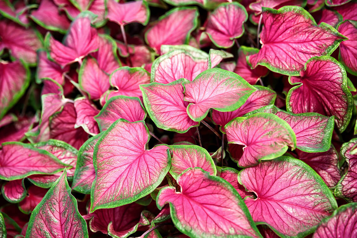 Caladiums