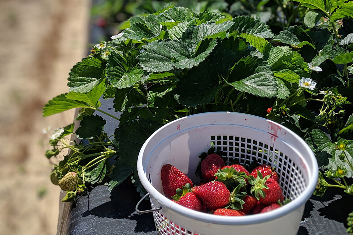 Basket of you-pick berries at Pace Family Farms in Archer Lodge