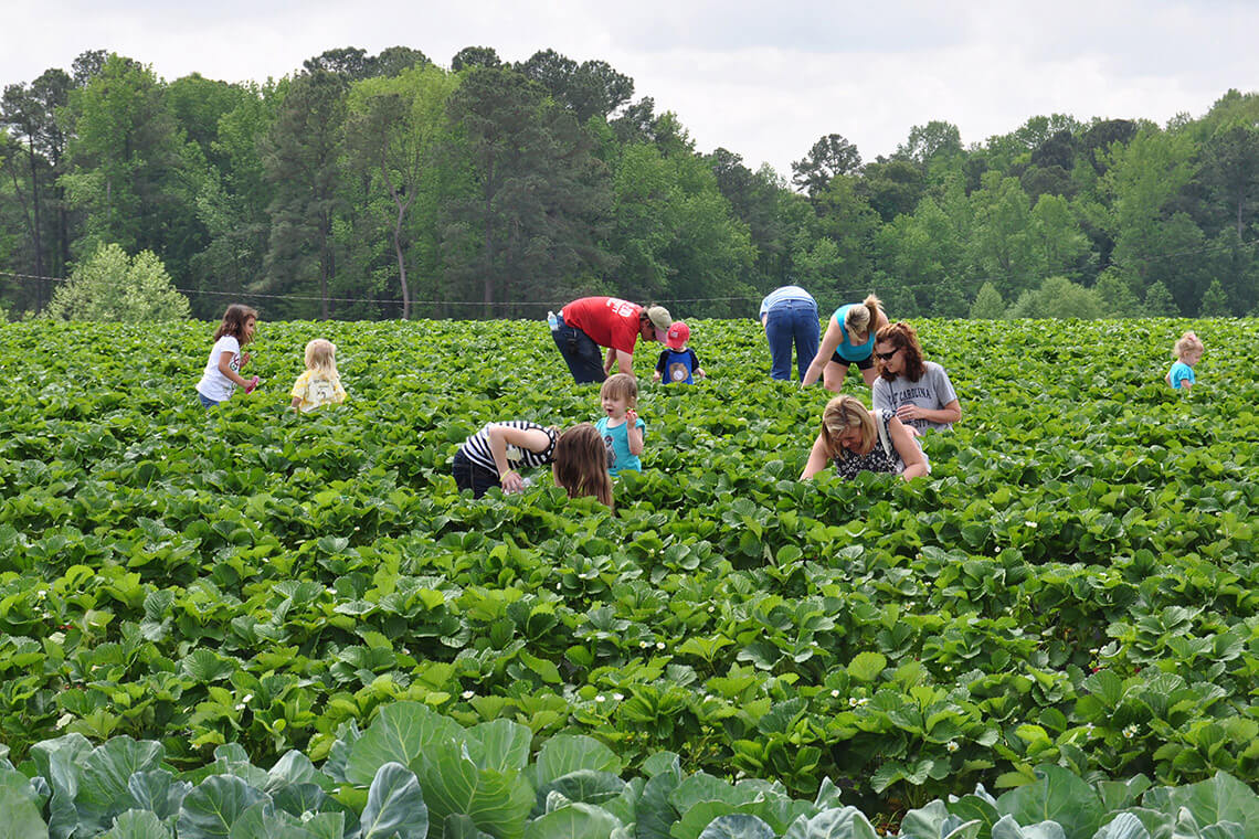 Families pick strawberries at Smith's Farm Market & Garden