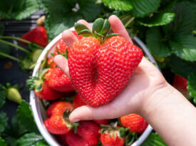 Hand holding a large strawberry in Johnston County