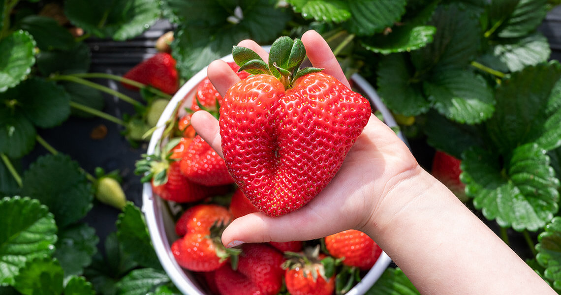 Hand holding a large strawberry in Johnston County