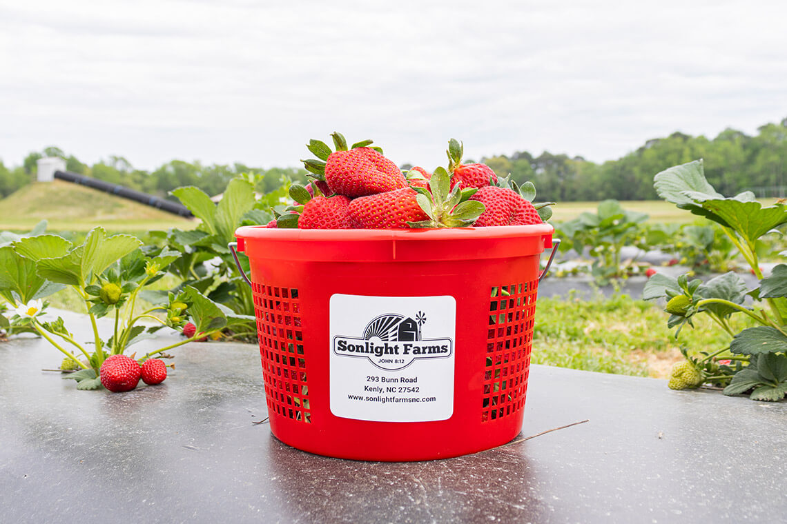 bucket of strawberries at Sonlight Farms in Johnston County NC