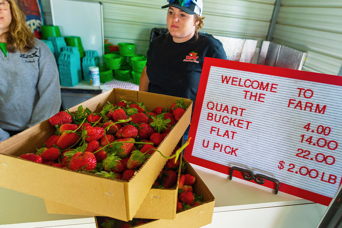 Flat full of fresh strawberries at WDW Roadside Stand