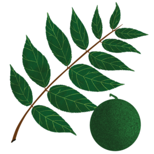 Illustration of black Walnuts